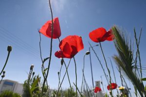 Καιρός: Ήρθαν για να μείνουν οι Αλκυονίδες – Άνοιξη από νωρίς, χωρίς βροχές και χιόνια