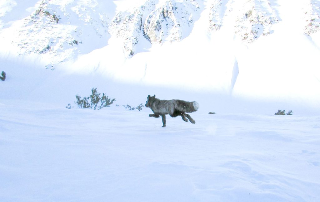 «Είχαμε να τη δούμε από το 2010» – Το σπάνιο «ζώο – φαντάσμα» που γύρισε από την εξαφάνιση