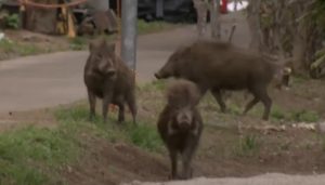 Υβρίδιο χοίρου-αγριόχοιρου εντοπίστηκε στη Φουκουσίμα, 15 χρόνια μετά το πυρηνικό δυστύχημα