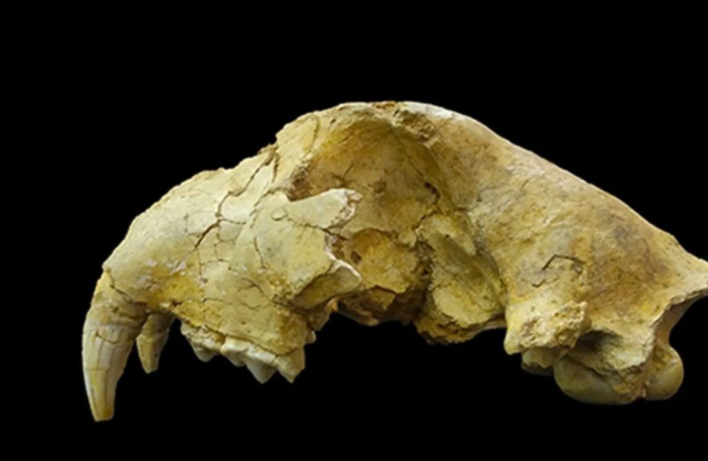 Επιστημονική «βόμβα»: Τι είναι τα σπηλαιολιοντάρια που ζούσαν στην Ιαπωνία πριν από 30.000 χρόνια