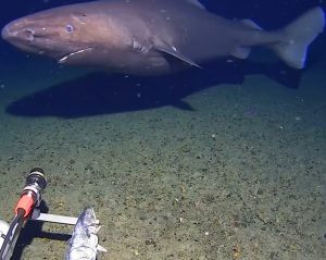 Τα παράδοξα της κλιματικής αλλαγής: Εντοπίστηκε καρχαρίας σε βάθος 490 μέτρων στα κρύα νερά της Ανταρκτικής