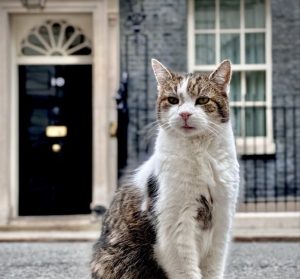 Λάρι: Ο γάτος του Νο10 Ντάουνινγκ Στριτ γιορτάζει 15 χρόνια στο πλευρό έξι πρωθυπουργών
