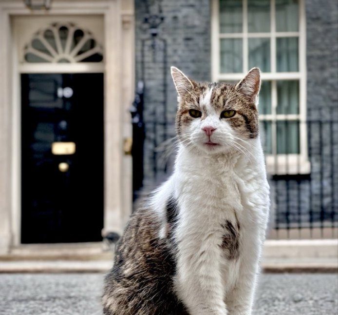 Λάρι: Ο γάτος του Νο10 Ντάουνινγκ Στριτ γιορτάζει 15 χρόνια στο πλευρό έξι πρωθυπουργών