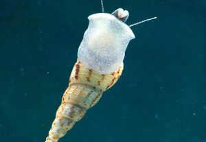 Υδρόβιο σαλιγκάρι-εισβολέας στο πάρκο Ροδίνι – Γιατί προκαλεί ανησυχία