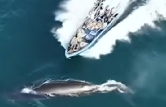 Σοκαριστικό βίντεο με σκάφος να περνά πάνω από φάλαινα σε δημοφιλή τουριστικό προορισμό