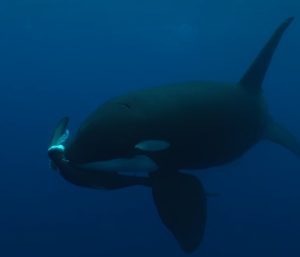 Οι όρκες επιβεβαιώνουν τη φήμη τους: Βίντεο που κυνηγούν και σκοτώνουν καρχαρία