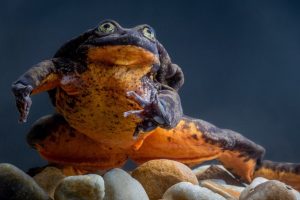 Πέθανε ο Ρωμαίος, ο «πιο μοναχικός βάτραχος του κόσμου» – Η Ιστορία ενός απειλούμενου είδους και η δεύτερη ευκαιρία