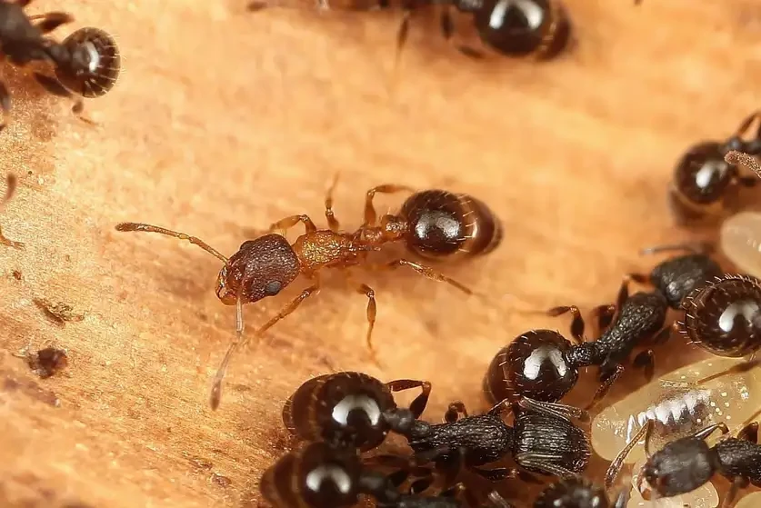 Νέο είδος μυρμηγκιού ανατρέπει τους κανόνες της Φύσης: Έχει μόνο βασίλισσες, χωρίς εργάτριες, χωρίς αρσενικά