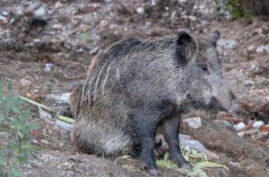 Υβρίδιο χοίρου-αγριόχοιρου εντοπίστηκε στη Φουκουσίμα, 15 χρόνια μετά το πυρηνικό δυστύχημα