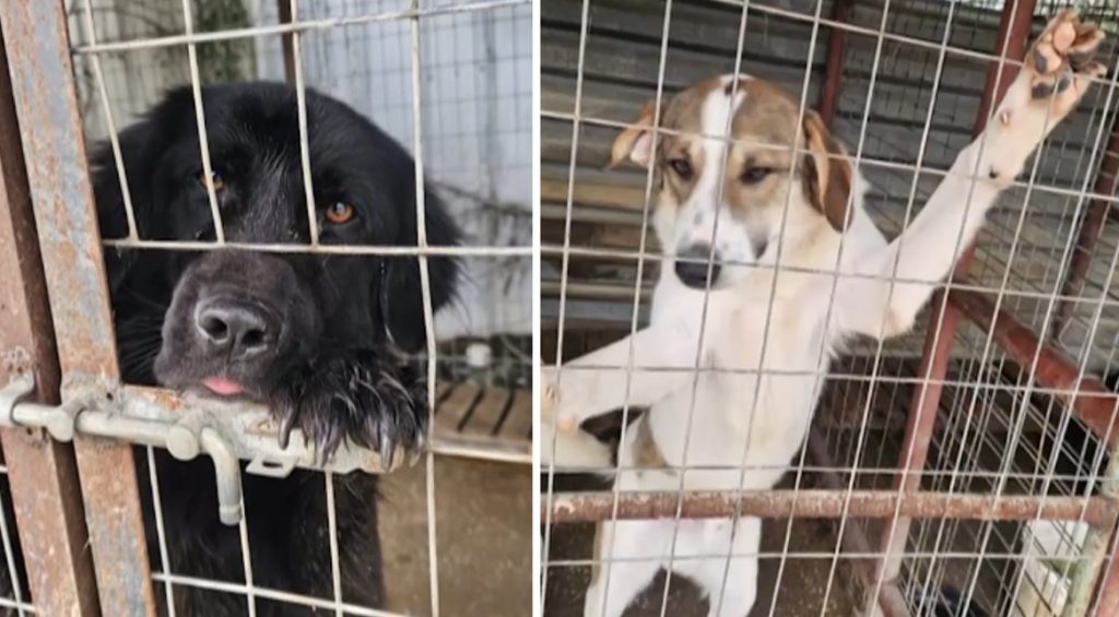 Ημαθία: Εθελοντές έκλεισαν καταφύγιο «κολαστήριο» – Ζώα σε άθλια κατάσταση