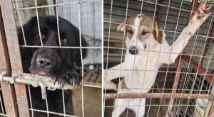 Ημαθία: Εθελοντές έκλεισαν καταφύγιο «κολαστήριο» – Ζώα σε άθλια κατάσταση