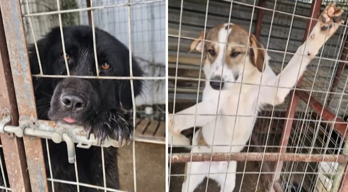 &Eta;&mu;&alpha;&theta;ί&alpha;: &Epsilon;&theta;&epsilon;&lambda;&omicron;&nu;&tau;έ&sigmaf; έ&kappa;&lambda;&epsilon;&iota;&sigma;&alpha;&nu; &kappa;&alpha;&tau;&alpha;&phi;ύ&gamma;&iota;&omicron; &laquo;&kappa;&omicron;&lambda;&alpha;&sigma;&tau;ή&rho;&iota;&omicron;&raquo; &ndash; &Zeta;ώ&alpha; &sigma;&epsilon; ά&theta;&lambda;&iota;&alpha; &kappa;&alpha;&tau;ά&sigma;&tau;&alpha;&sigma;&eta;