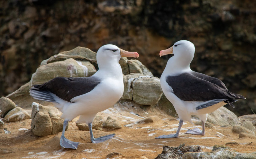 Άλμπατρος σε… λάθος δρόμο: Το αποδημητικό σφάλμα που εντυπωσίασε τους επιστήμονες