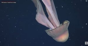 Σπάνια γιγάντια μέδουσα – φάντασμα εντοπίστηκε από επιστήμονες – Τα πλοκάμια της εκτείνονται μέχρι 10 μέτρα μήκος