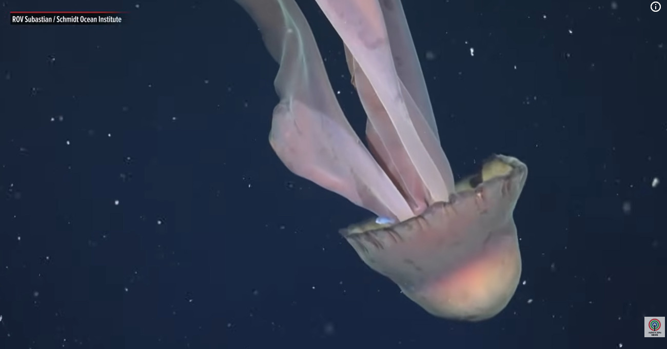 &Sigma;&pi;ά&nu;&iota;&alpha; &gamma;&iota;&gamma;ά&nu;&tau;&iota;&alpha; &mu;έ&delta;&omicron;&upsilon;&sigma;&alpha; &ndash; &phi;ά&nu;&tau;&alpha;&sigma;&mu;&alpha; &epsilon;&nu;&tau;&omicron;&pi;ί&sigma;&tau;&eta;&kappa;&epsilon; &alpha;&pi;ό &epsilon;&pi;&iota;&sigma;&tau;ή&mu;&omicron;&nu;&epsilon;&sigmaf; &ndash; &Tau;&alpha; &pi;&lambda;&omicron;&kappa;ά&mu;&iota;&alpha; &tau;&eta;&sigmaf; &epsilon;&kappa;&tau;&epsilon;ί&nu;&omicron;&nu;&tau;&alpha;&iota; &mu;έ&chi;&rho;&iota; 10 &mu;έ&tau;&rho;&alpha; &mu;ή&kappa;&omicron;&sigmaf;