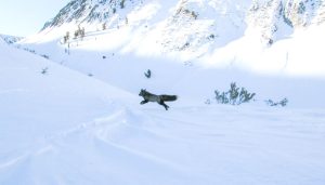 Στα δίχτυα των επιστημόνων το «φάντασμα» της Σιέρα Νεβάδα – GPS σε μία από τις πιο σπάνιες αλεπούδες του πλανήτη