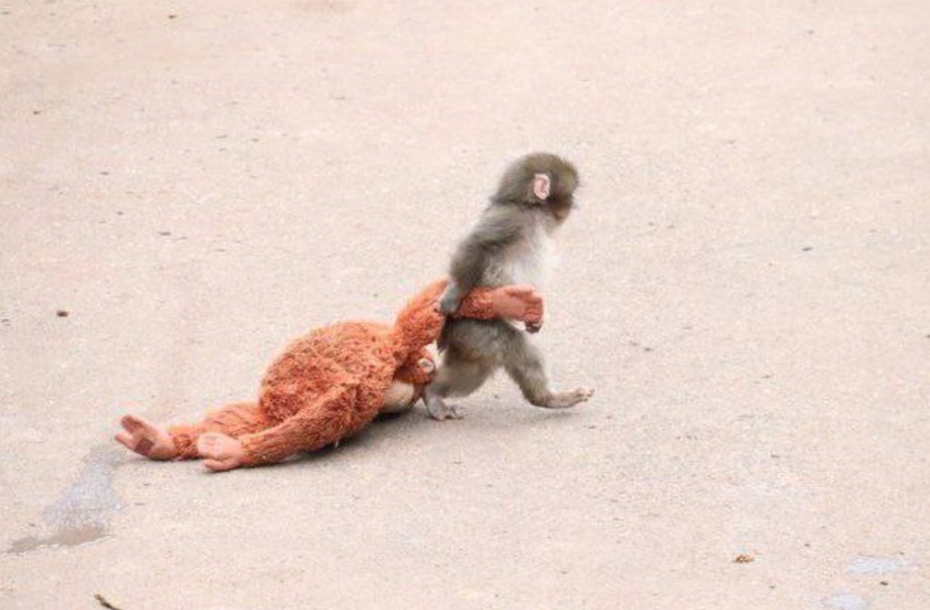 Η ιστορία του Παντς: Viral το μοναχικό μαϊμουδάκι με λούτρινο αρκουδάκι σε ρόλο μαμάς (video)