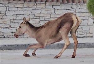 Αγώνας ζωής για ελαφίνα στην Πάρνηθα: Βρέθηκε βαριά τραυματισμένη στο τελεφερίκ (εικόνες)