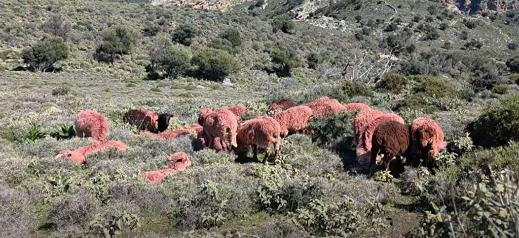Κρήτη: Βοσκός βάφει τα πρόβατά του κόκκινα – Η… εξήγηση σε viral βίντεο