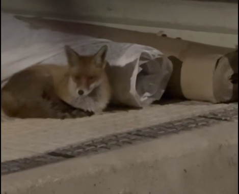 Όλο και πληθαίνουν τα περιστατικά με εμφανίσεις λύκων κοντά σε κατοικίες πολιτών στην ελληνική περιφέρεια - Τα τελευταία περιστατικά σε Λαμία και Θεσσαλονίκη