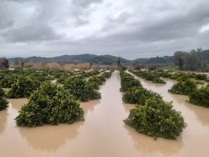 Υπερχείλισαν τα αναχώματα του Αλφειού στην Ηλεία – Πλημμύρισαν κατοικίες και καλλιέργειες