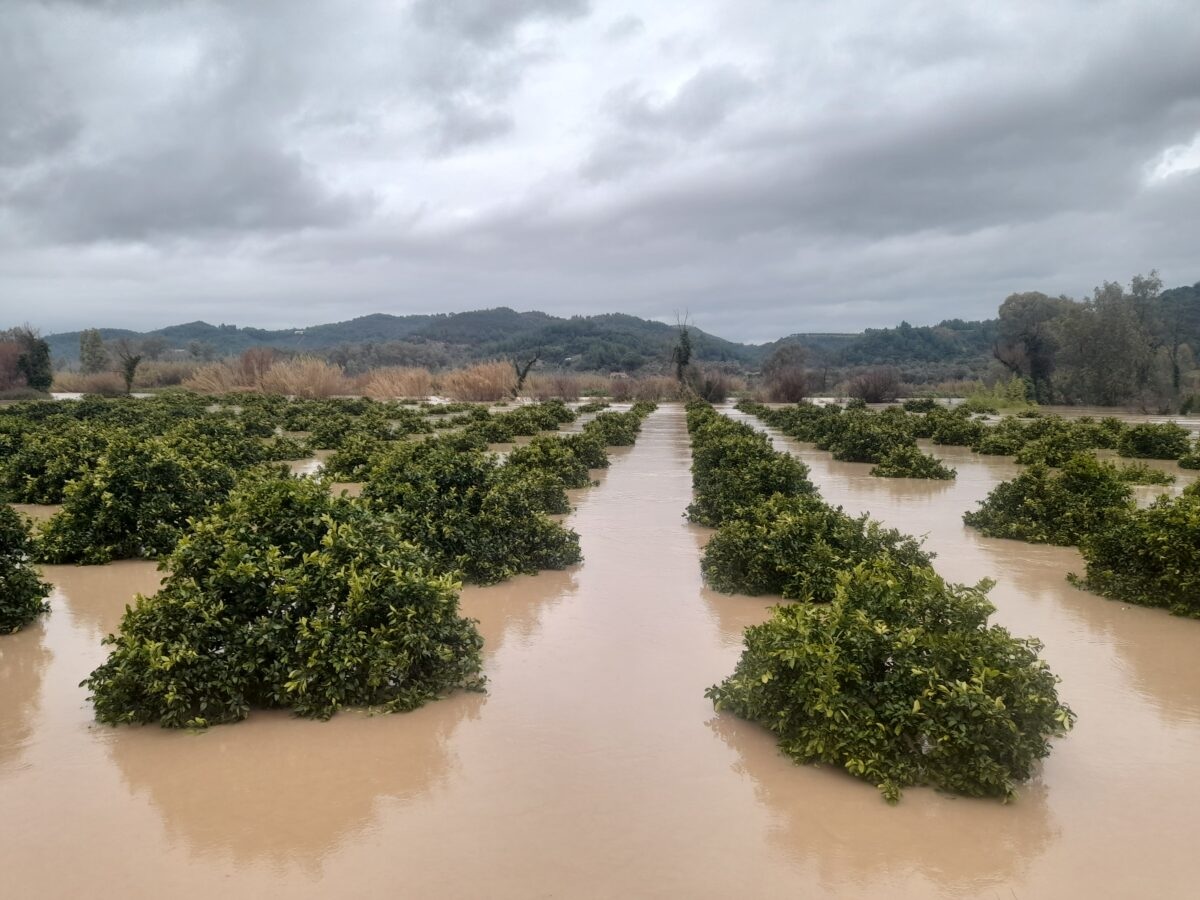 &Upsilon;&pi;&epsilon;&rho;&chi;&epsilon;ί&lambda;&iota;&sigma;&alpha;&nu; &tau;&alpha; &alpha;&nu;&alpha;&chi;ώ&mu;&alpha;&tau;&alpha; &tau;&omicron;&upsilon; &Alpha;&lambda;&phi;&epsilon;&iota;&omicron;ύ &sigma;&tau;&eta;&nu; &Eta;&lambda;&epsilon;ί&alpha; &ndash; &Pi;&lambda;&eta;&mu;&mu;ύ&rho;&iota;&sigma;&alpha;&nu; &kappa;&alpha;&tau;&omicron;&iota;&kappa;ί&epsilon;&sigmaf; &kappa;&alpha;&iota; &kappa;&alpha;&lambda;&lambda;&iota;έ&rho;&gamma;&epsilon;&iota;&epsilon;&sigmaf;