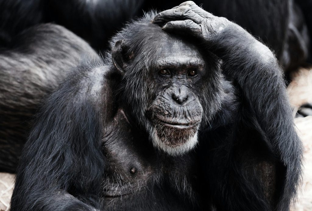 Μπορούν τα ζώα να προσποιούνται; – Ένας πίθηκος έκανε κάτι που πιστεύαμε ότι το κάνουν μόνο άνθρωποι (Video)