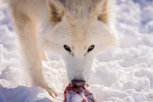 Οι «αναστημένοι» ανταρόλυκοι μεγάλωσαν και κυνηγούν ως αγέλη: Οι πρώτες τους εικόνες