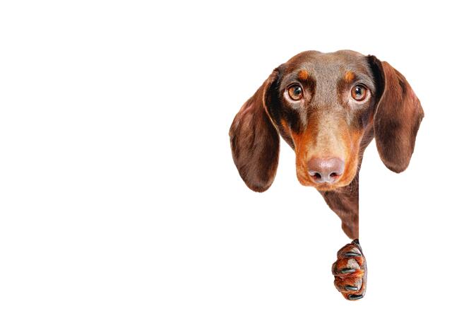 Το Δίκαιο να αναγνωρίσει ότι τα ζώα δεν είναι…  πράγματα