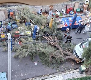 Μεγάλο δέντρο έπεσε σε πάγκους λαϊκής αγοράς στο Φάληρο – Από τύχη δεν υπήρξε τραυματισμός