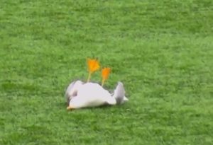 Πέθανε ο γλάρος που χτυπήθηκε από βολέ τερματοφύλακα – Περαστικός τον βρήκε στα σκουπίδια