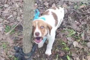 Κτηνωδία στην Καρδίτσα: Κακοποίησαν σεξουαλικά κουτάβι και το πέταξαν με τα πόδια δεμένα