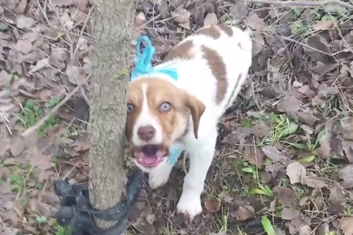 &Kappa;&tau;&eta;&nu;&omega;&delta;ί&alpha; &sigma;&tau;&eta;&nu; &Kappa;&alpha;&rho;&delta;ί&tau;&sigma;&alpha;: &Kappa;&alpha;&kappa;&omicron;&pi;&omicron;ί&eta;&sigma;&alpha;&nu; &sigma;&epsilon;&xi;&omicron;&upsilon;&alpha;&lambda;&iota;&kappa;ά &kappa;&omicron;&upsilon;&tau;ά&beta;&iota; &kappa;&alpha;&iota; &tau;&omicron; &pi;έ&tau;&alpha;&xi;&alpha;&nu; &mu;&epsilon; &tau;&alpha; &pi;ό&delta;&iota;&alpha; &delta;&epsilon;&mu;έ&nu;&alpha;