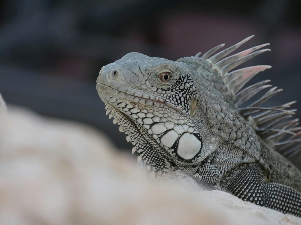 &Pi;&rho;ά&sigma;&iota;&nu;&eta;