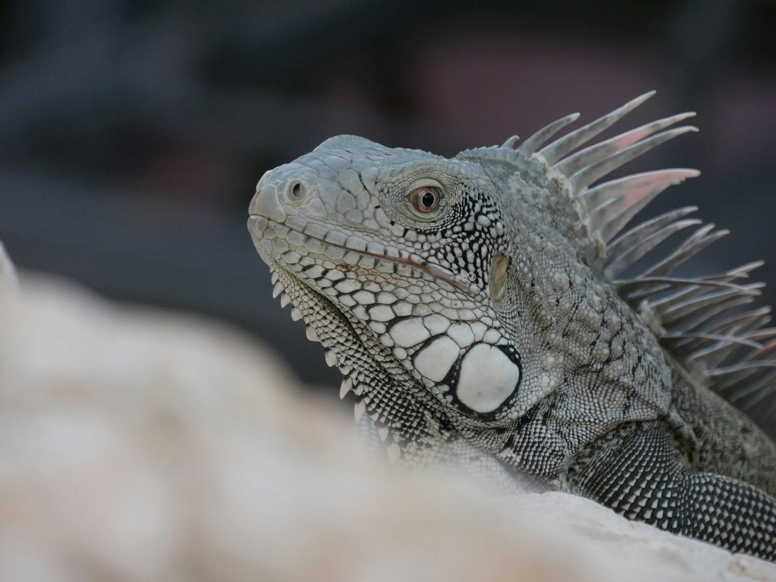 &Eta;&Pi;&Alpha;: &Chi;&iota;ό&nu;&iota;&alpha; &kappa;&alpha;&iota; &pi;&omicron;&lambda;&iota;&kappa;ό &psi;ύ&chi;&omicron;&sigmaf; &laquo;&pi;&alpha;&rho;&alpha;&lambda;ύ&omicron;&upsilon;&nu;&raquo; &tau;&eta; &Phi;&lambda;ό&rho;&iota;&nu;&tau;&alpha; &ndash; &Iota;&gamma;&kappa;&omicron;&upsilon;ά&nu;&alpha; &pi;έ&phi;&tau;&omicron;&upsilon;&nu; &alpha;&pi;ό &delta;έ&nu;&tau;&rho;&alpha;