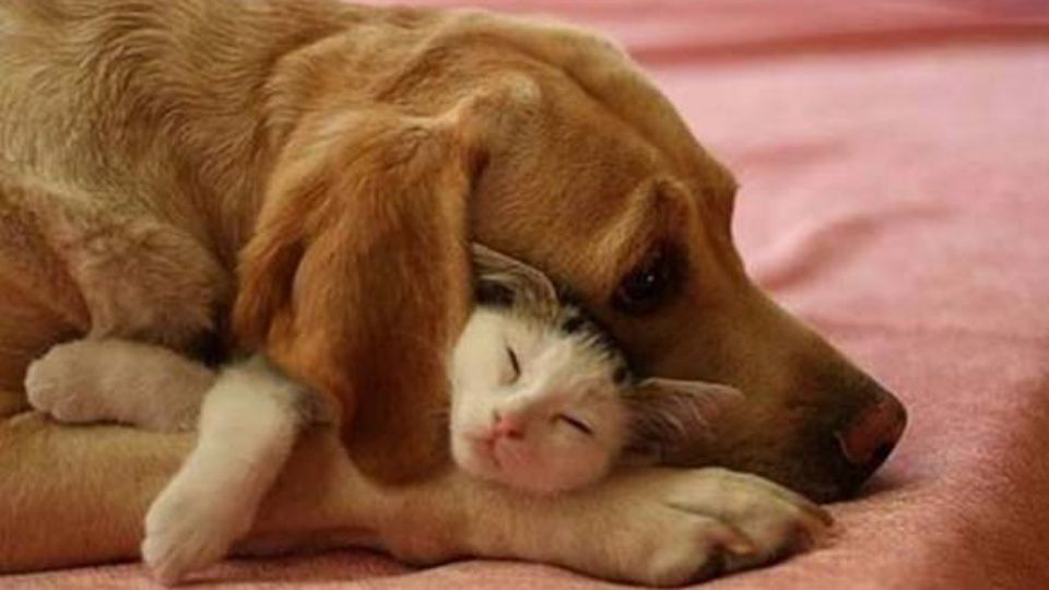 Αγγελίες πώλησης ζώων: Τι επιτρέπεται και τι όχι