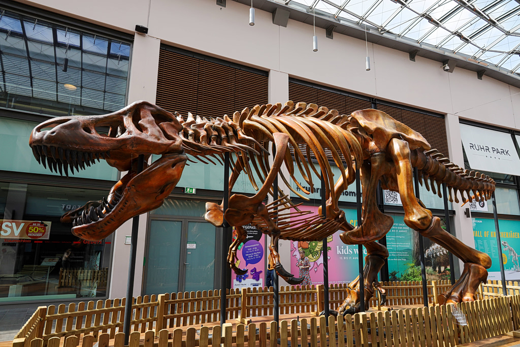 Ανατροπή για τον T. rex: Χρειάστηκε 40 χρόνια για να φτάσει στο μέγιστο μέγεθός του