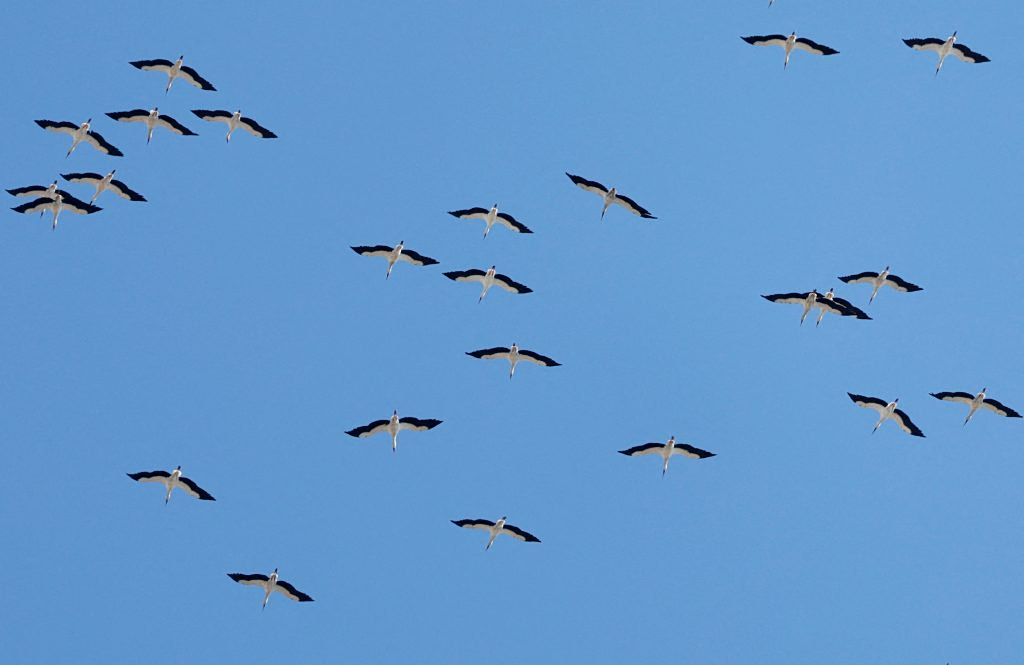 Η σιωπηλή σφαγή των μεταναστευτικών πουλιών στη Μεσόγειο – Έως 36 εκατομμύρια σκοτώνονται κάθε χρόνο