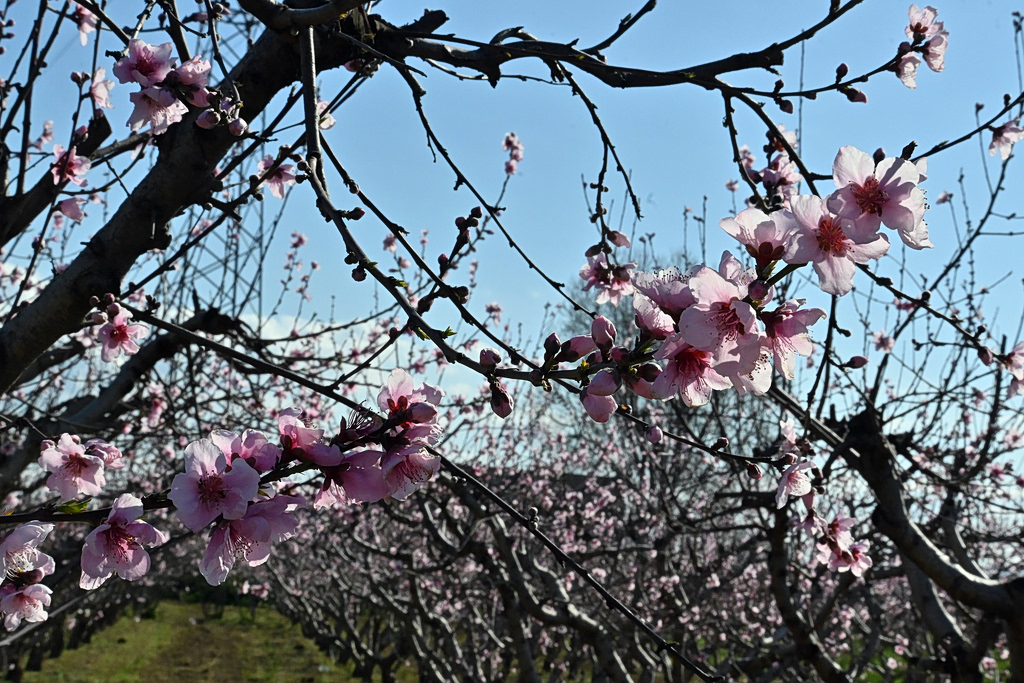 Καιρός: Αίθριος με ανοιξιάτικες θερμοκρασίες – Τι αλλάζει προς το τέλος της εβδομάδας