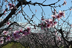 Καιρός: Αίθριος με ανοιξιάτικες θερμοκρασίες – Τι αλλάζει προς το τέλος της εβδομάδας