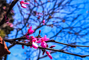 Καιρός: Ανοιξιάτικες συνθήκες και τις επόμενες ημέρες – Πότε αλλάζει το σκηνικό