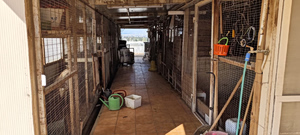 Αμπελόκηποι: Η ανακοίνωση της ΕΛ.ΑΣ. για την φάρμα των ζώων σε πολυκατοικία – Σχηματίστηκε δικογραφία, βρέθηκαν από κατσίκες μέχρι πάπιες