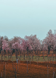Δάφνες και πικροδάφνες