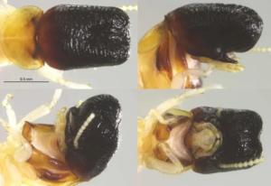 Απίστευτη ανακάλυψη: Eντοπίστηκε τερμίτης που μοιάζει με… φάλαινα