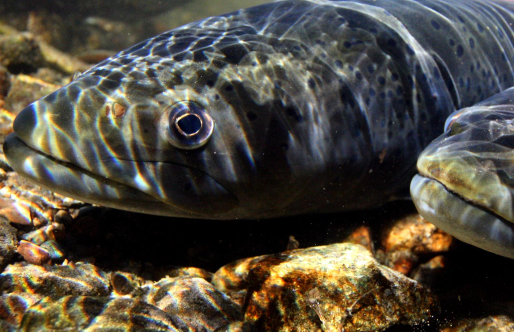 Αόρατη κατάρρευση: Εξαφανίζεται μία από τις μεγαλύτερες μεταναστεύσεις στον πλανήτη