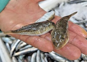 O λαγοκέφαλος δεν κάνει για… ψαρόσουπα