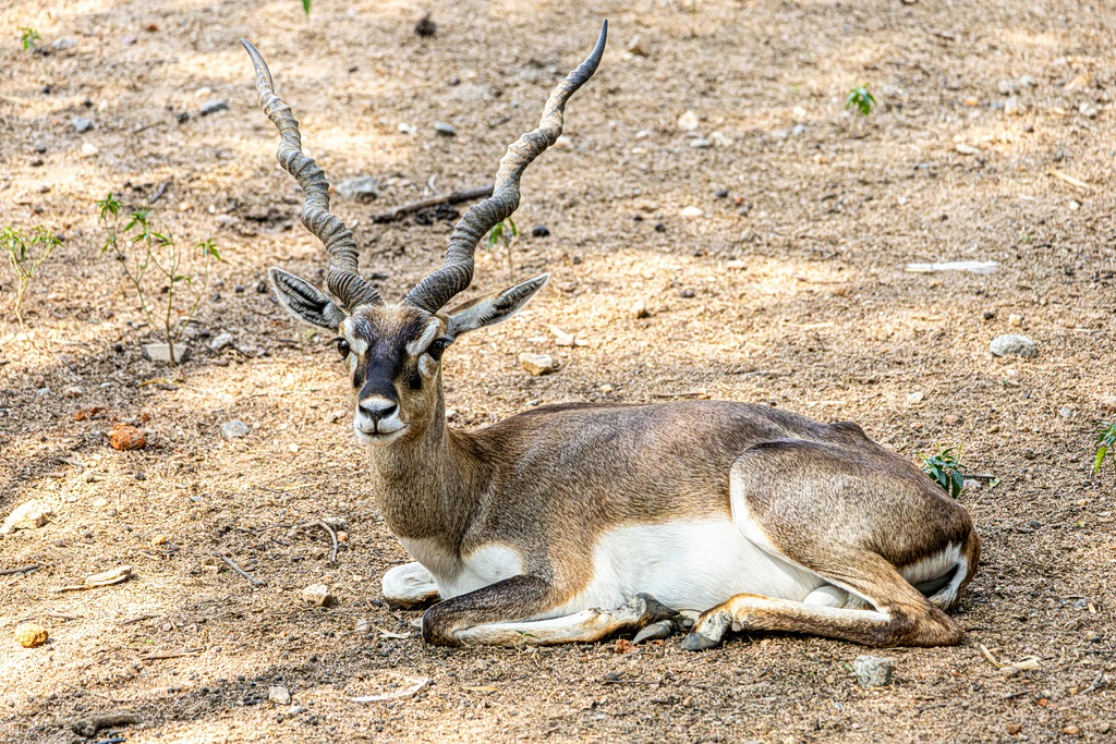 Κτηνωδία στη Βιέννη: Αγνωστος πυροβόλησε και σκότωσε μια ινδική αντιλόπη σε ζωολογικό κήπο
