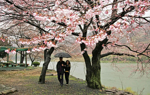 Κερασιές, αμυγδαλιές, ροζ και κόκκινο…