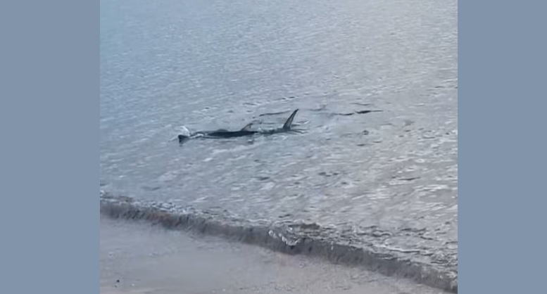 Αναστάτωση στο Καβούρι: Μεγάλο καρχαριοειδές κολυμπούσε στην ακτή (video)