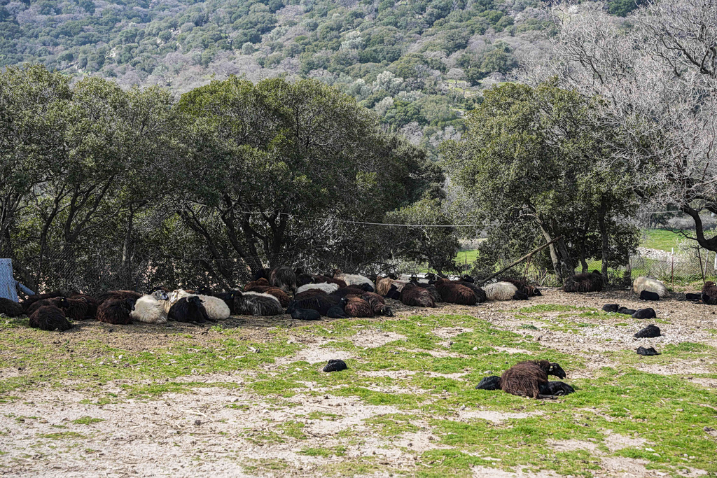 Λέσβος: 3 κρούσματα αφθώδους πυρετού σε πρόβατα και βοοειδή